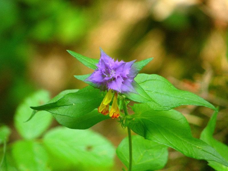 Wczytywanie Obrazu...