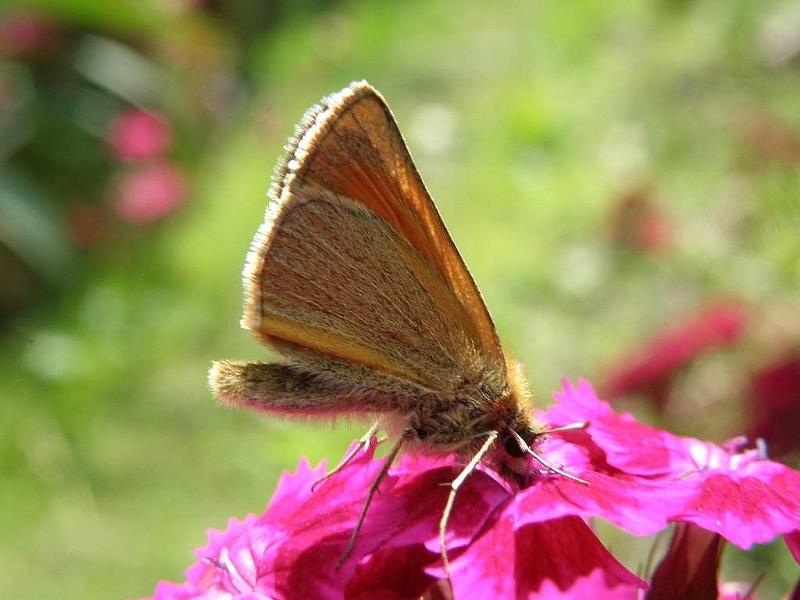 Wczytywanie Obrazu...