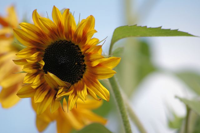 Wczytywanie Obrazu...