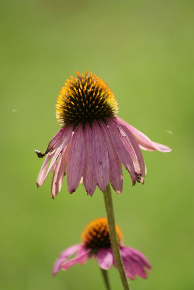 Wczytywanie Obrazu...