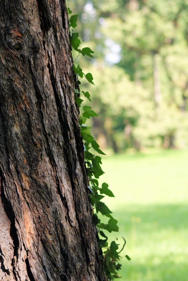 Wczytywanie Obrazu...