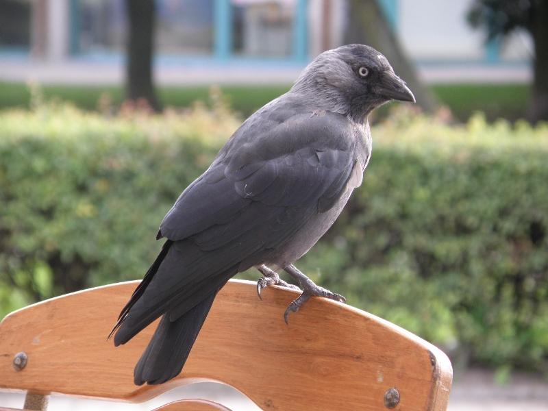 Wczytywanie Obrazu...