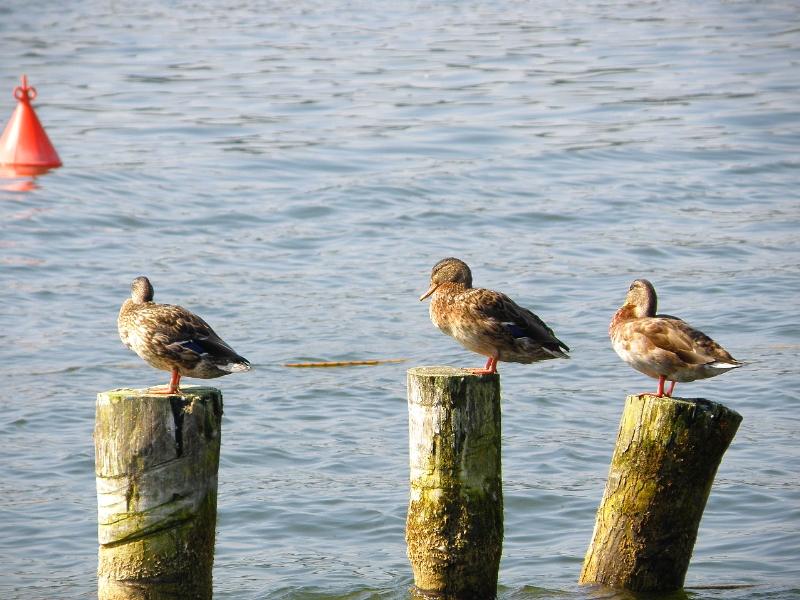 Wczytywanie Obrazu...