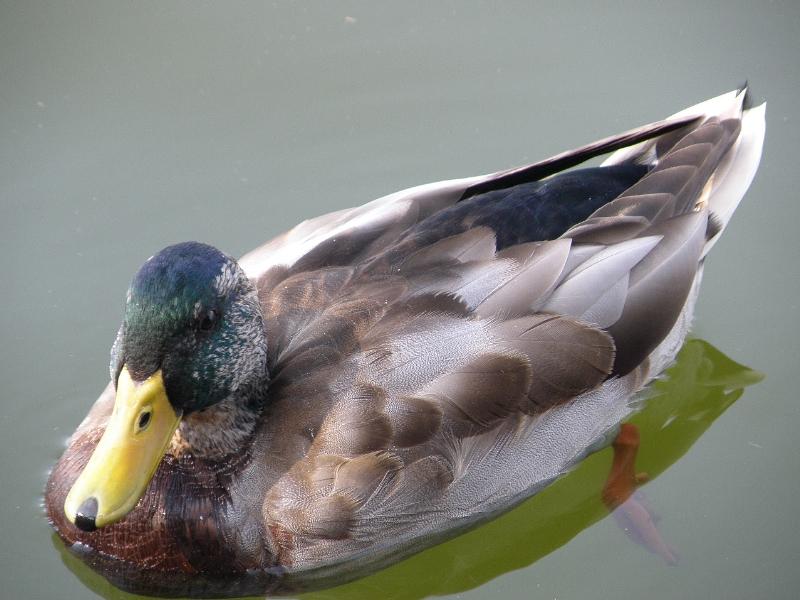 Wczytywanie Obrazu...