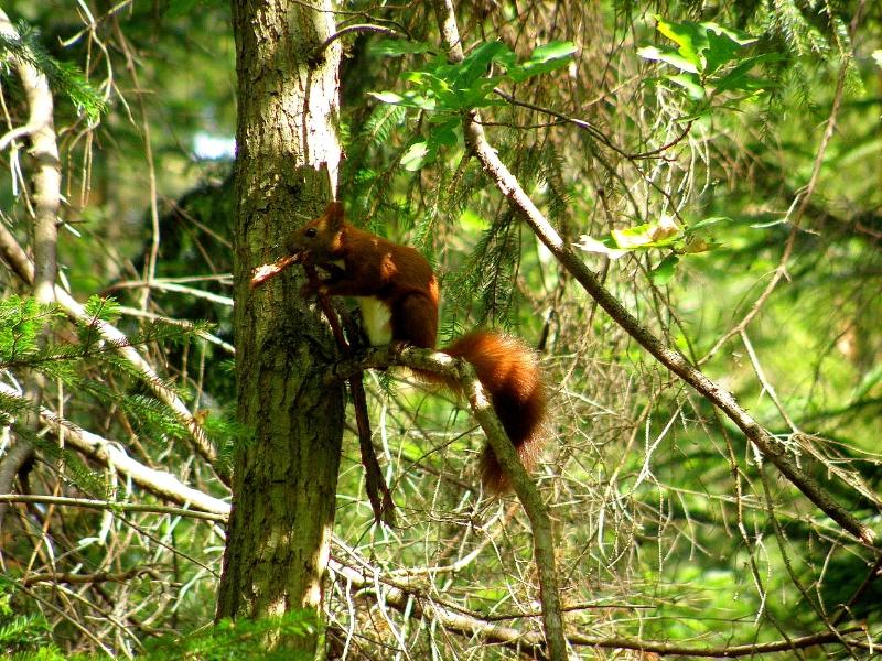 Wczytywanie Obrazu...