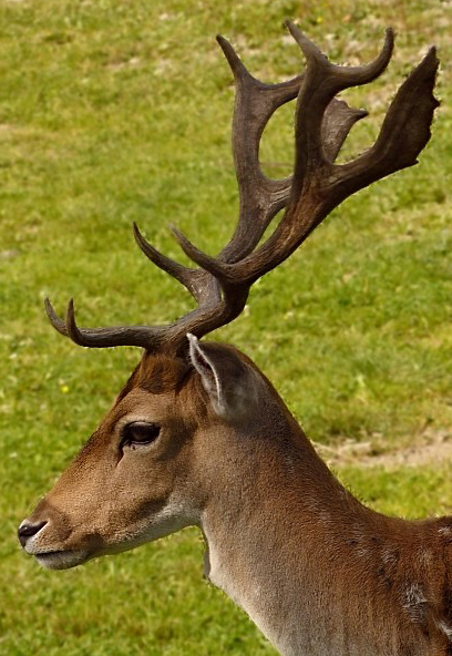 Wczytywanie Obrazu...