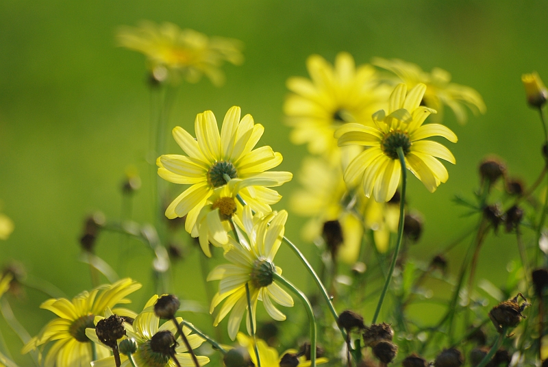 Wczytywanie Obrazu...