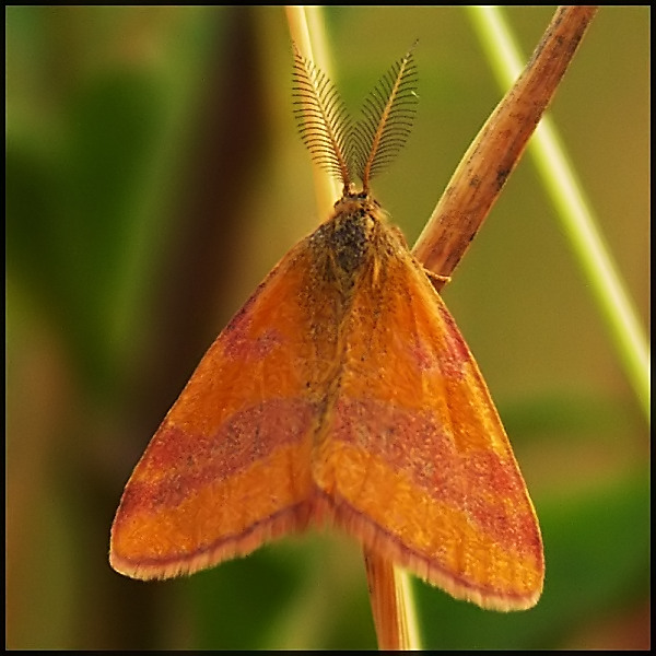 Wczytywanie Obrazu...