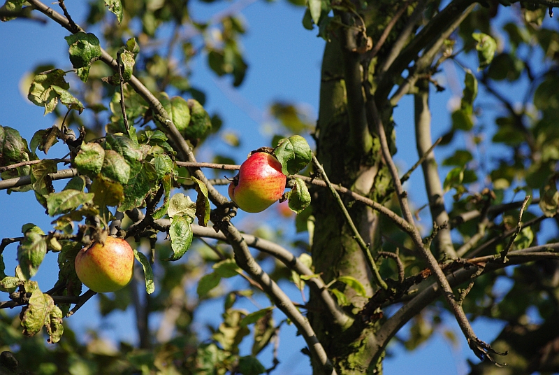 Wczytywanie Obrazu...