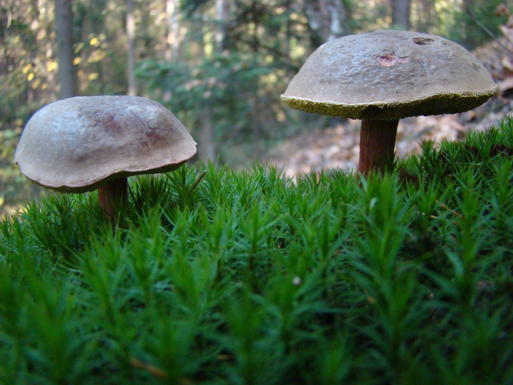 Wczytywanie Obrazu...