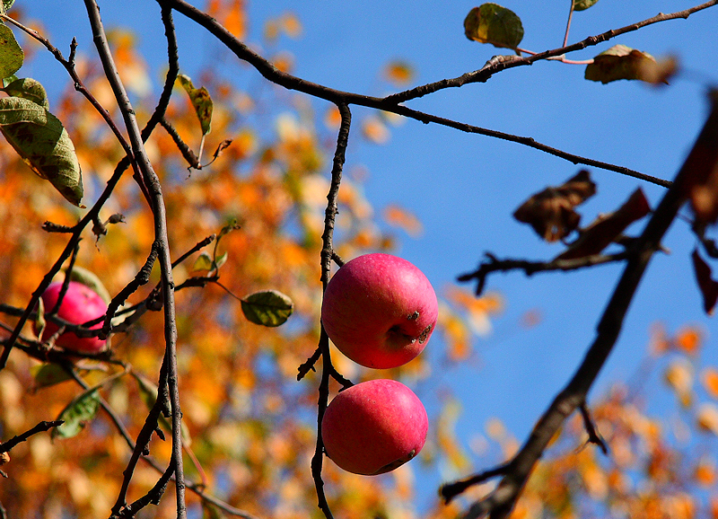 Wczytywanie Obrazu...