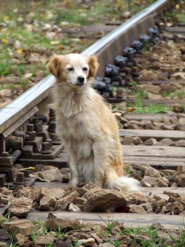 Wczytywanie Obrazu...