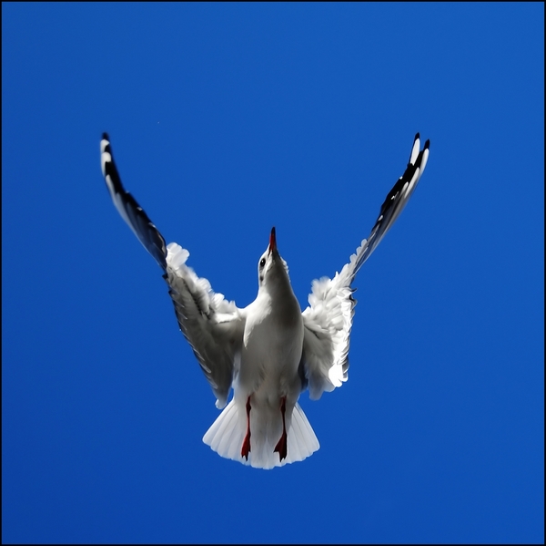 Wczytywanie Obrazu...