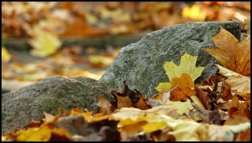 Wczytywanie Obrazu...