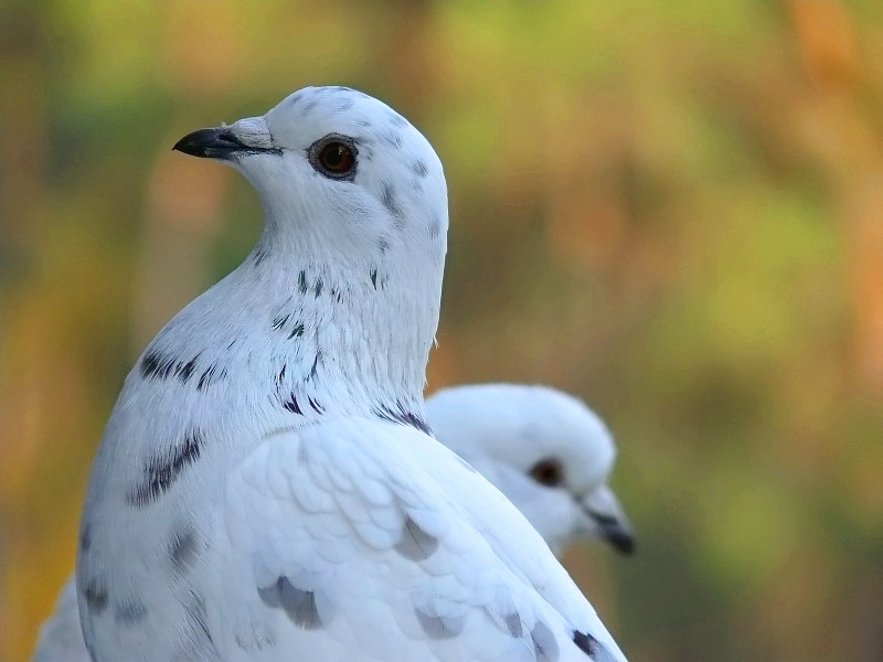 Wczytywanie Obrazu...