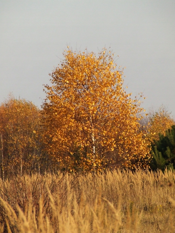 Wczytywanie Obrazu...