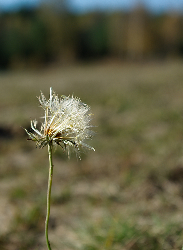 Wczytywanie Obrazu...