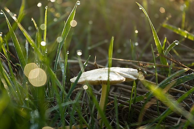 Wczytywanie Obrazu...