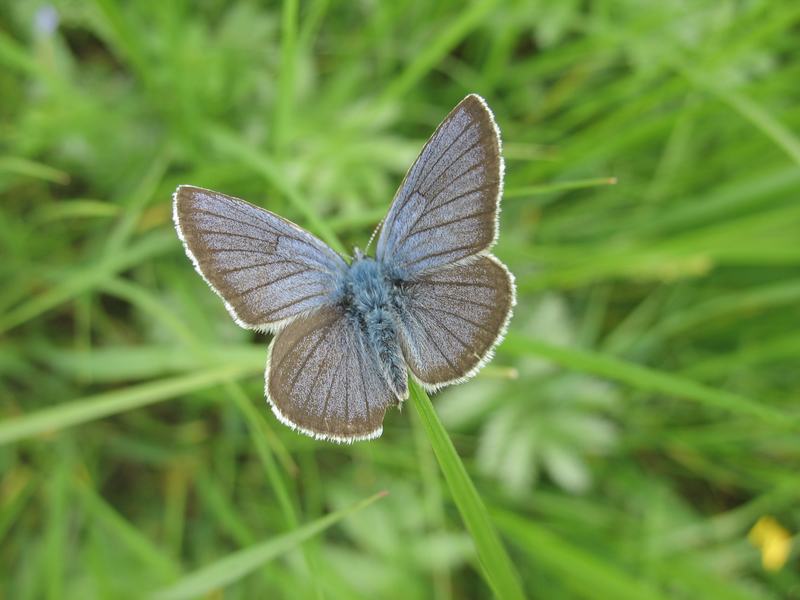 Wczytywanie Obrazu...