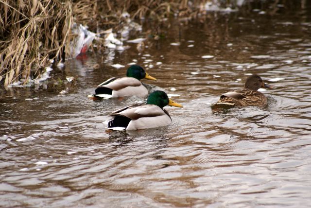 Wczytywanie Obrazu...