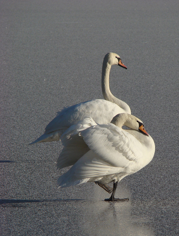 Wczytywanie Obrazu...