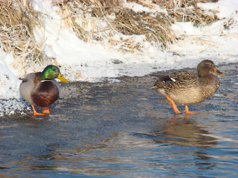 Wczytywanie Obrazu...