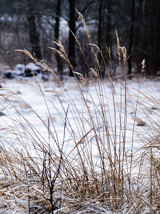 Wczytywanie Obrazu...