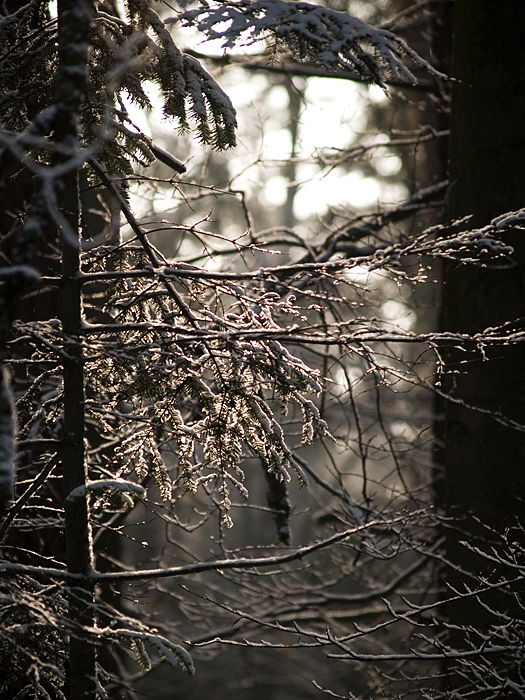 Wczytywanie Obrazu...