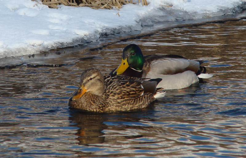 Wczytywanie Obrazu...