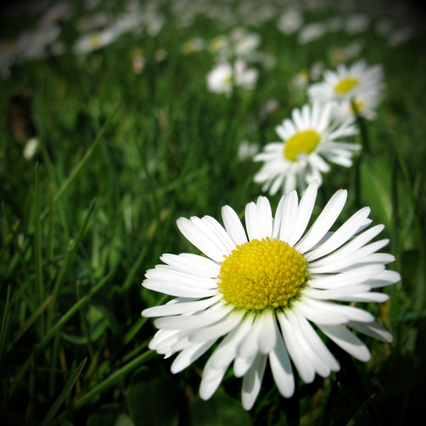 Wczytywanie Obrazu...