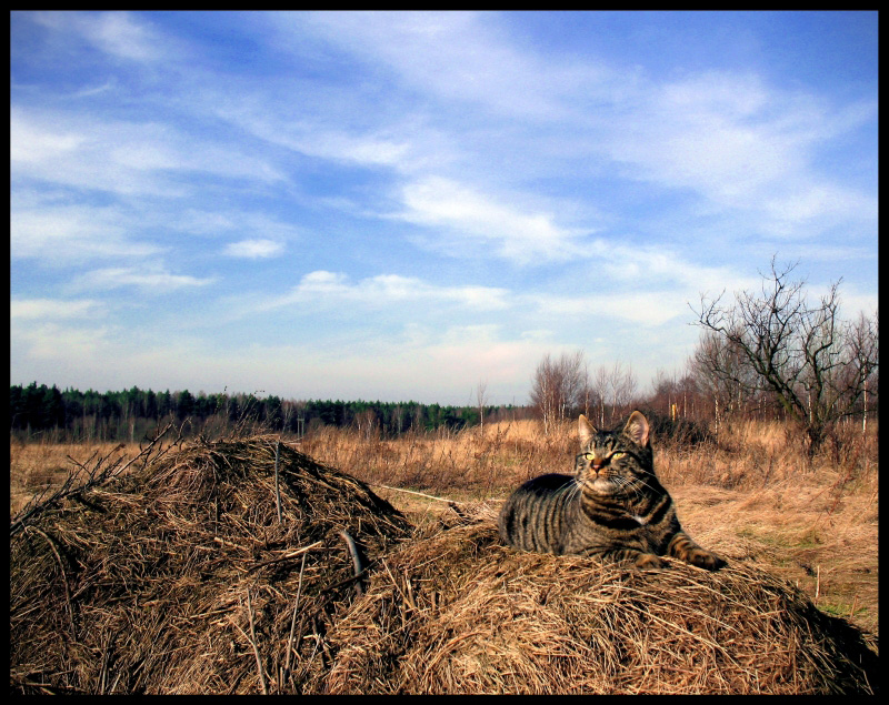 Wczytywanie Obrazu...