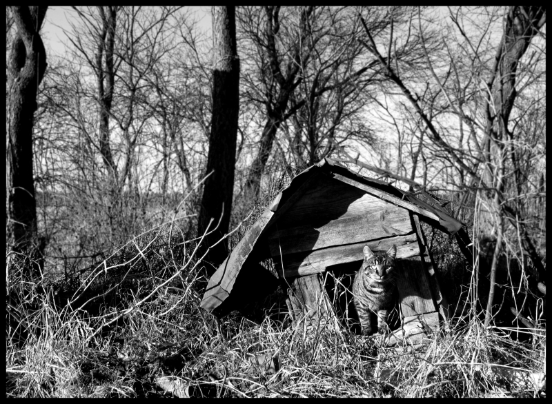 Wczytywanie Obrazu...