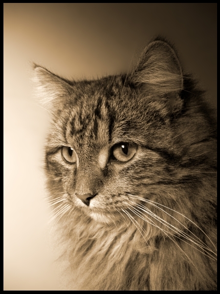 Wczytywanie Obrazu...