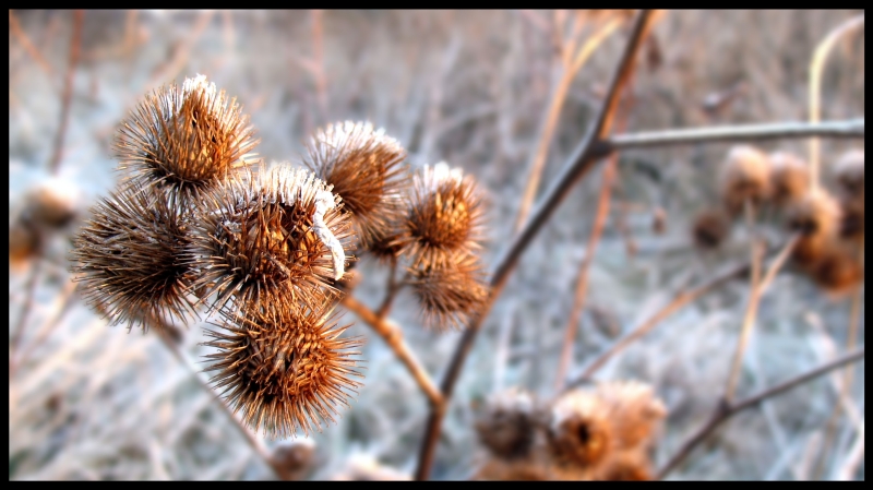 Wczytywanie Obrazu...