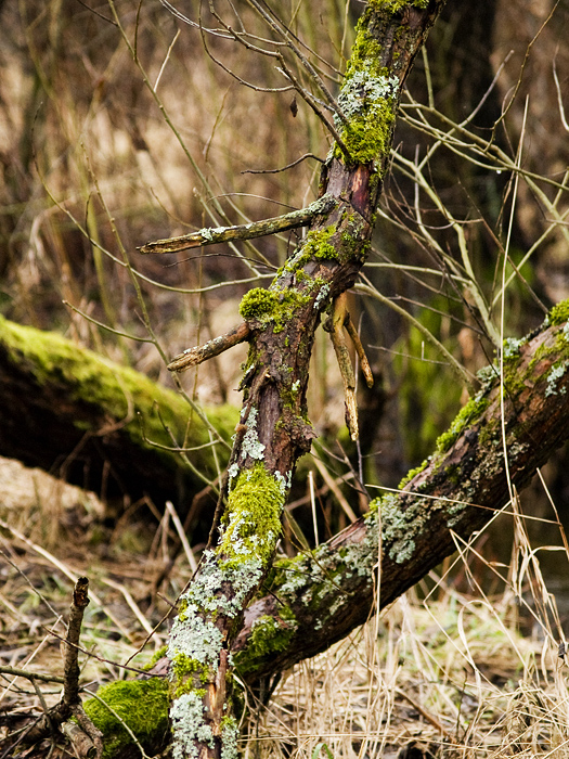 Wczytywanie Obrazu...