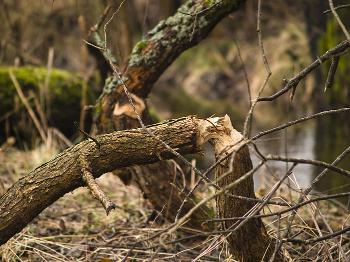 Wczytywanie Obrazu...
