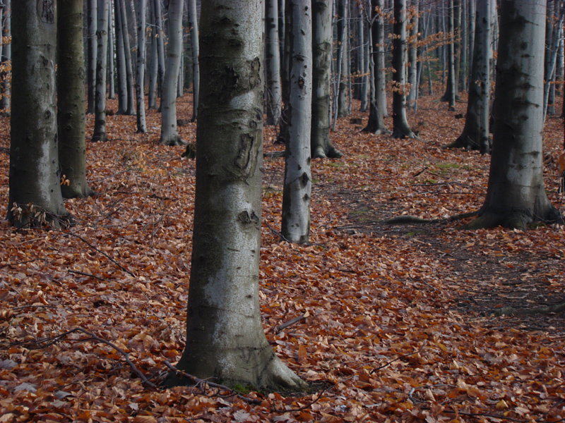 Wczytywanie Obrazu...