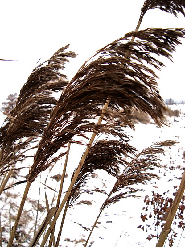 Wczytywanie Obrazu...