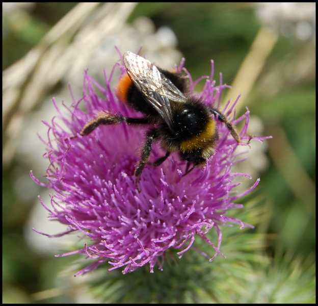 Wczytywanie Obrazu...