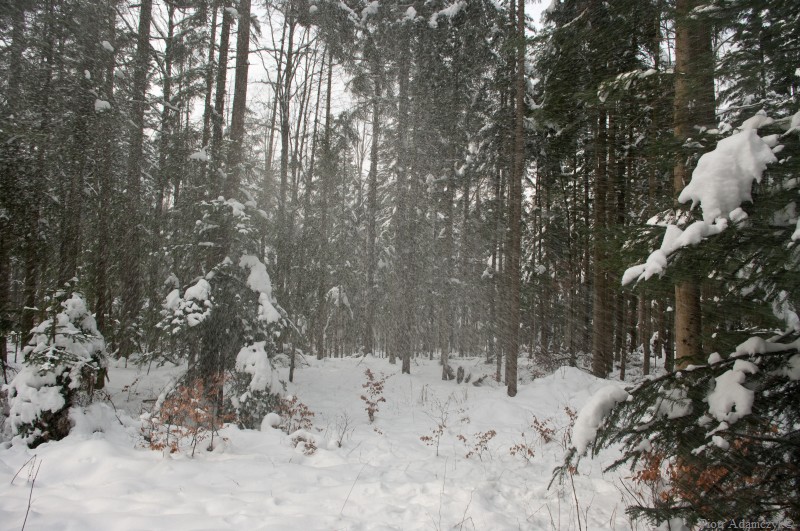 Wczytywanie Obrazu...