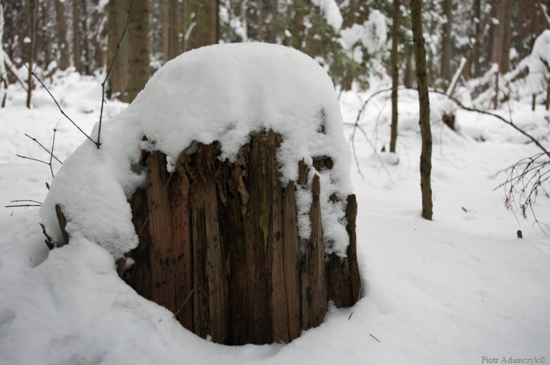 Wczytywanie Obrazu...