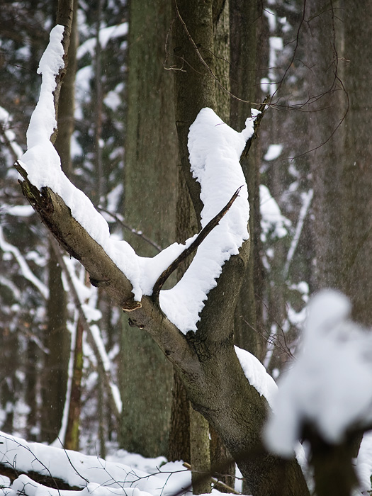 Wczytywanie Obrazu...