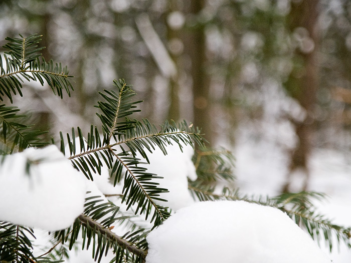 Wczytywanie Obrazu...