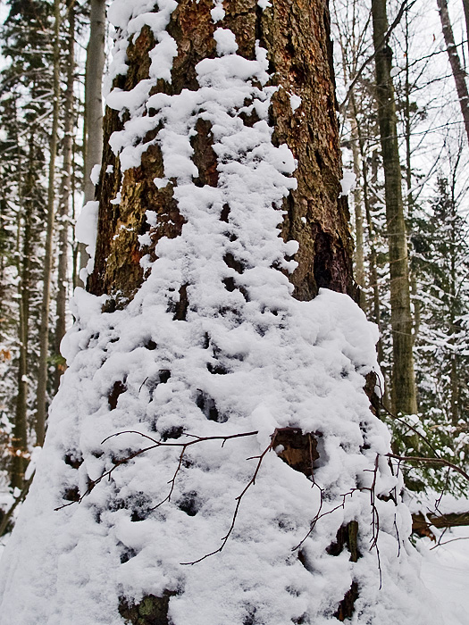 Wczytywanie Obrazu...