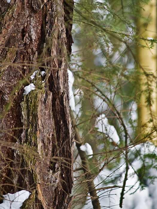 Wczytywanie Obrazu...