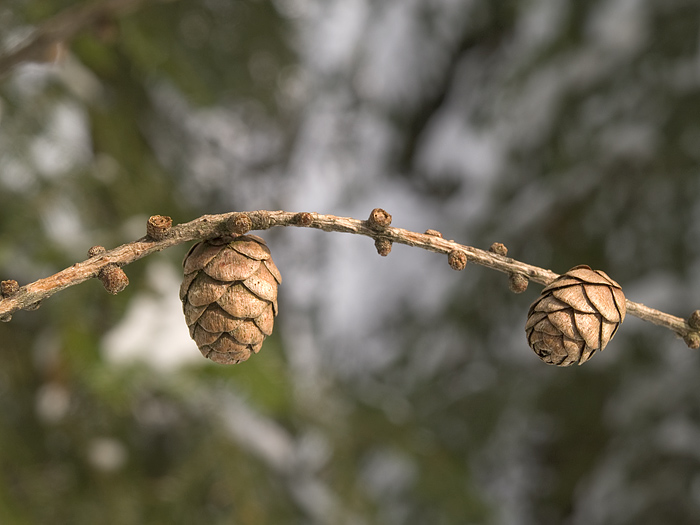 Wczytywanie Obrazu...