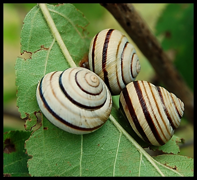 Wczytywanie Obrazu...