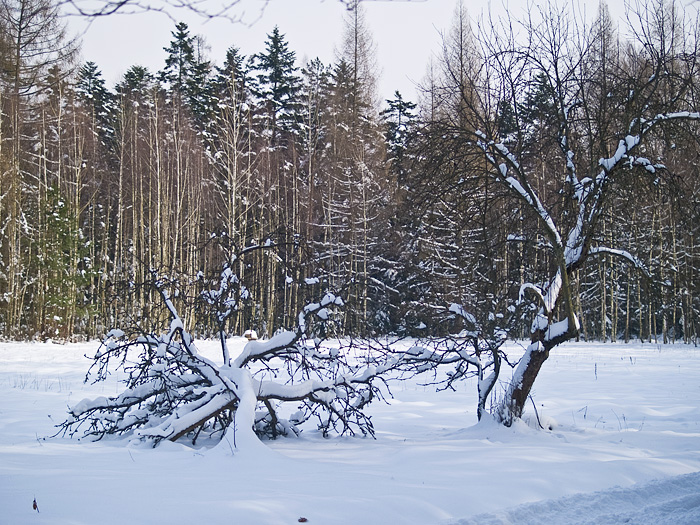 Wczytywanie Obrazu...