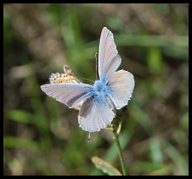 Wczytywanie Obrazu...