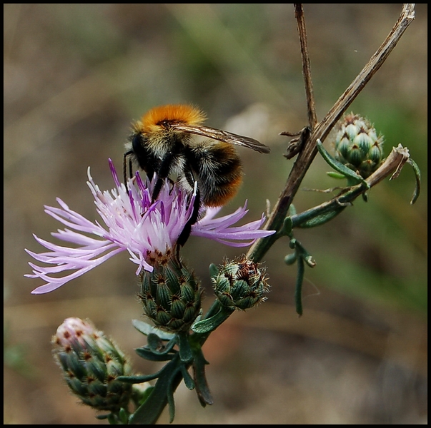Wczytywanie Obrazu...